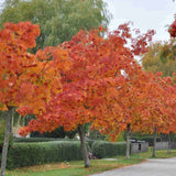Scorus (Sorbus) Dodong, cu frunze rosii-portocalii in toamna
