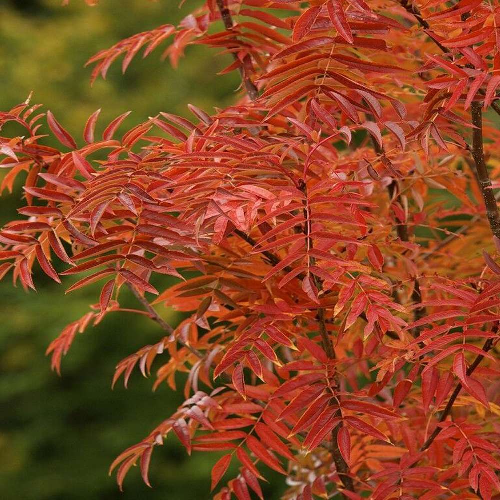 Scorus (Sorbus) Dodong, cu frunze rosii-portocalii in toamna