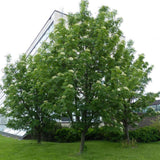 Scorus (Sorbus) Dodong, cu frunze rosii-portocalii in toamna