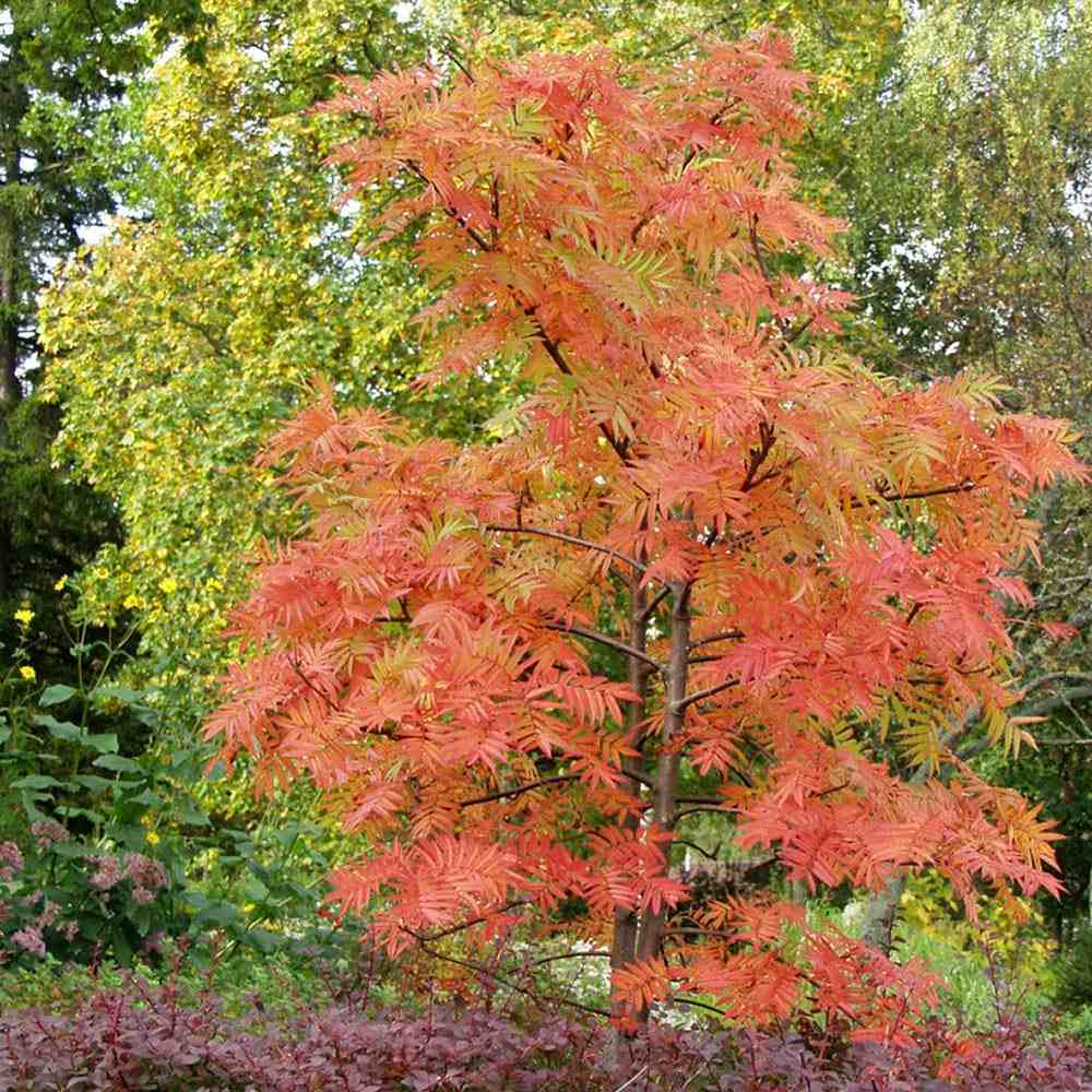 Scorus (Sorbus) Dodong, cu frunze rosii-portocalii in toamna