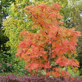 Scorus (Sorbus) Dodong, cu frunze rosii-portocalii in toamna