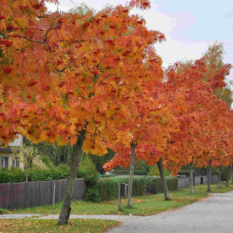 Scorus (Sorbus) Dodong, cu frunze rosii-portocalii in toamna