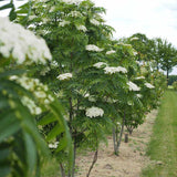 Scorus (Sorbus) Dodong, cu frunze rosii-portocalii in toamna