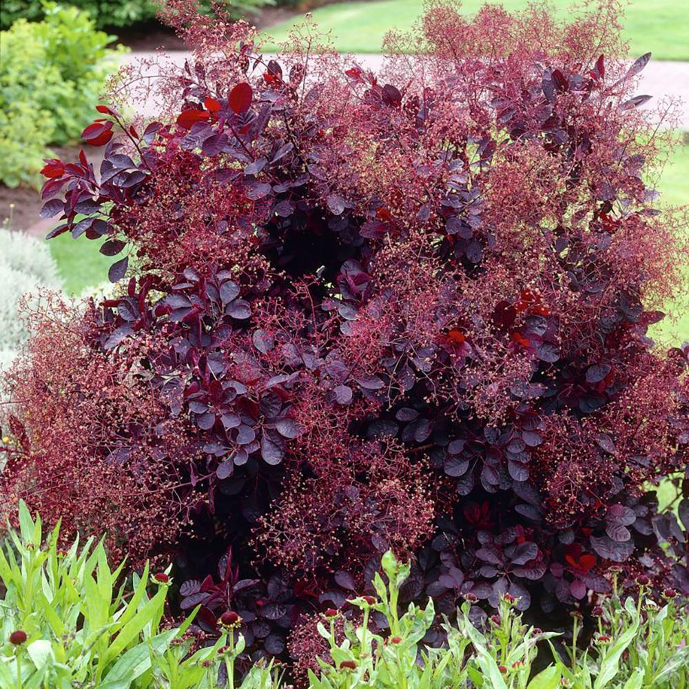 Димно дърво, червена скумрия (Cotinus) Royal Purple, с червено-пурпурни листа, бърз растеж, за жив плет или солитерно растение