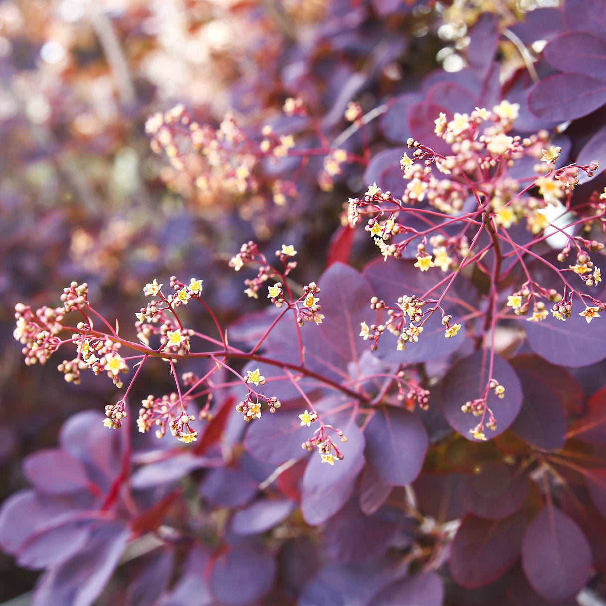 Димно дърво, червена скумрия (Cotinus) Royal Purple, с червено-пурпурни листа, бърз растеж, за жив плет или солитерно растение
