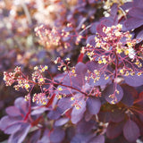 Димно дърво, червена скумрия (Cotinus) Royal Purple, с червено-пурпурни листа, бърз растеж, за жив плет или солитерно растение