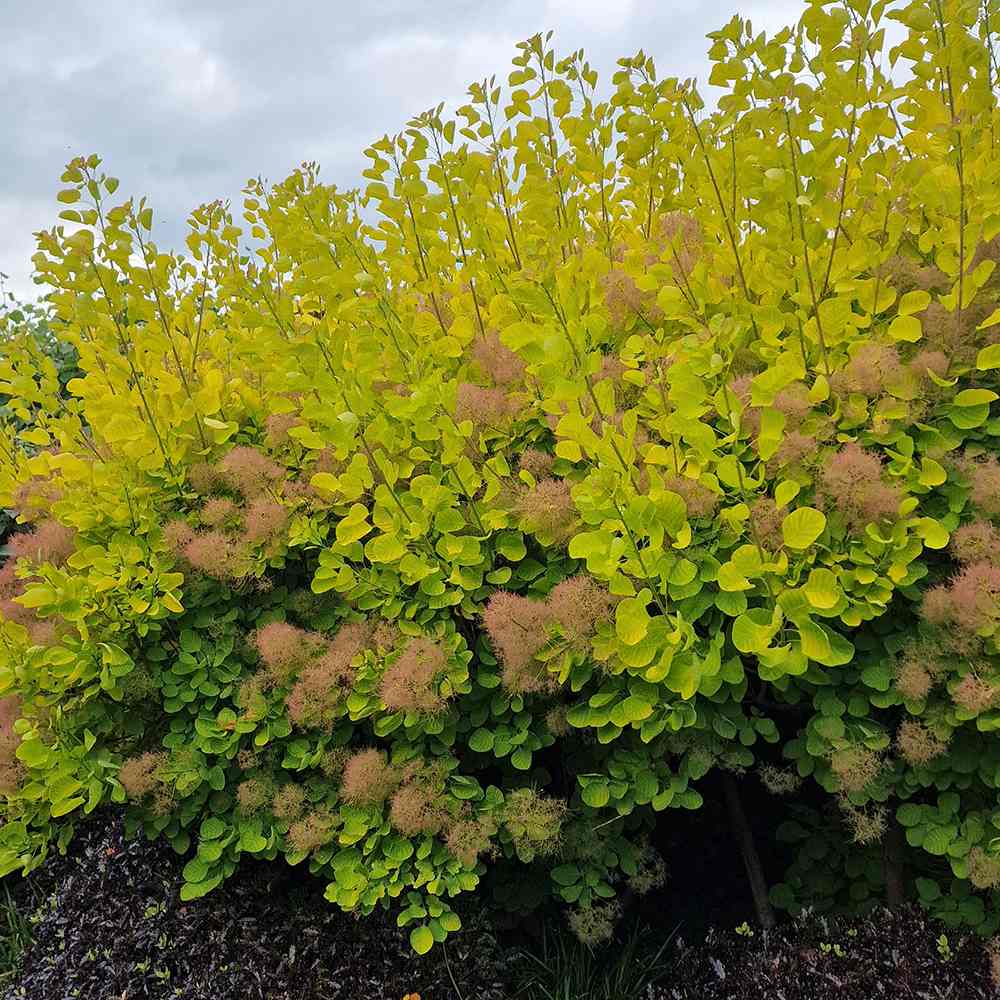 Scumpie cu frunze galbene (Cotinus coggygria) Golden Spirit - VERDENA - 80 - 100 cm inaltime, ghiveci de 10 l