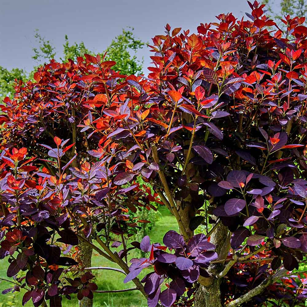 Димно дърво, червена скумрия (Cotinus) Royal Purple, с червено-пурпурни листа, бърз растеж, за жив плет или солитерно растение