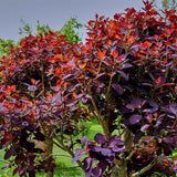 Димно дърво, червена скумрия (Cotinus) Royal Purple, с червено-пурпурни листа, бърз растеж, за жив плет или солитерно растение