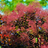 Димно дърво, червена скумрия (Cotinus) Royal Purple, с червено-пурпурни листа, бърз растеж, за жив плет или солитерно растение