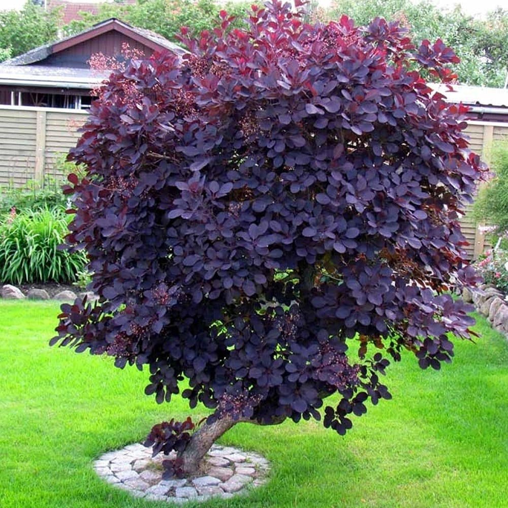 Червен Cotinus (Cotinus) Royal Purple - тип дърво