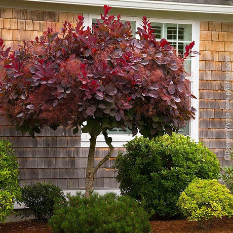Червен Cotinus (Cotinus) Royal Purple - тип дърво