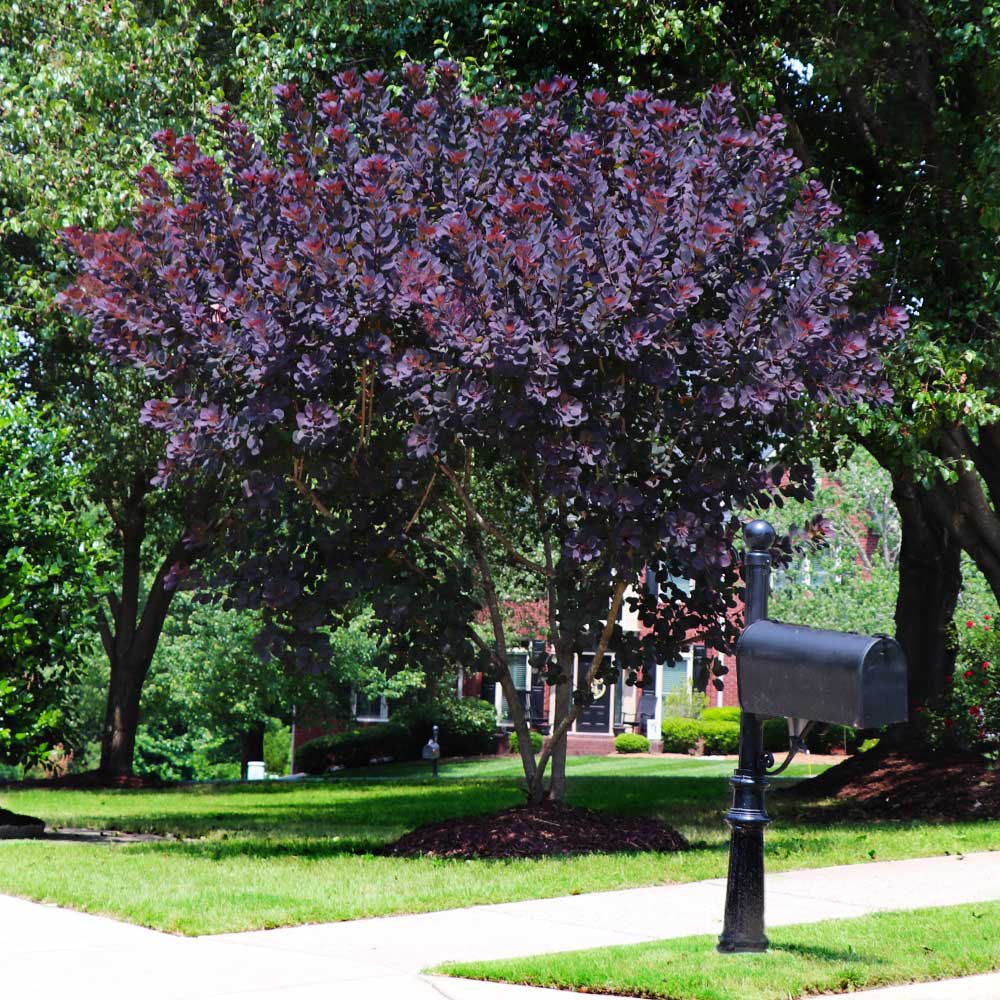 Червен Cotinus (Cotinus) Royal Purple - тип дърво