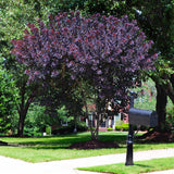 Червен Cotinus (Cotinus) Royal Purple - тип дърво