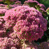 Iarba Grasa (Sedum) Herbstfreude, cu flori roz abundente
