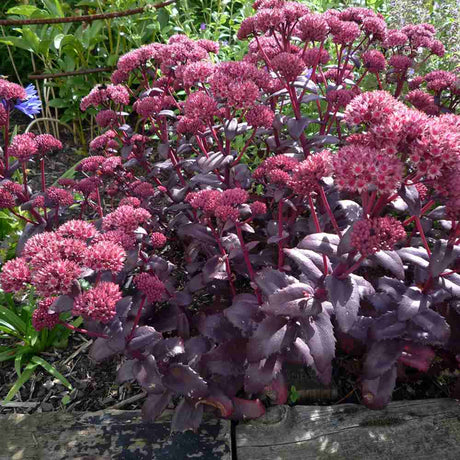 Sedum Purple Emperor, planta perena decorativa mov, rezistenta seceta si frig