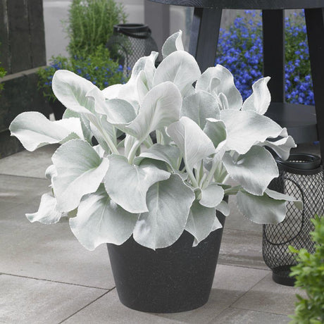 Cineraria Senecio Angel Wings, с пухкави сребристо-бели листа