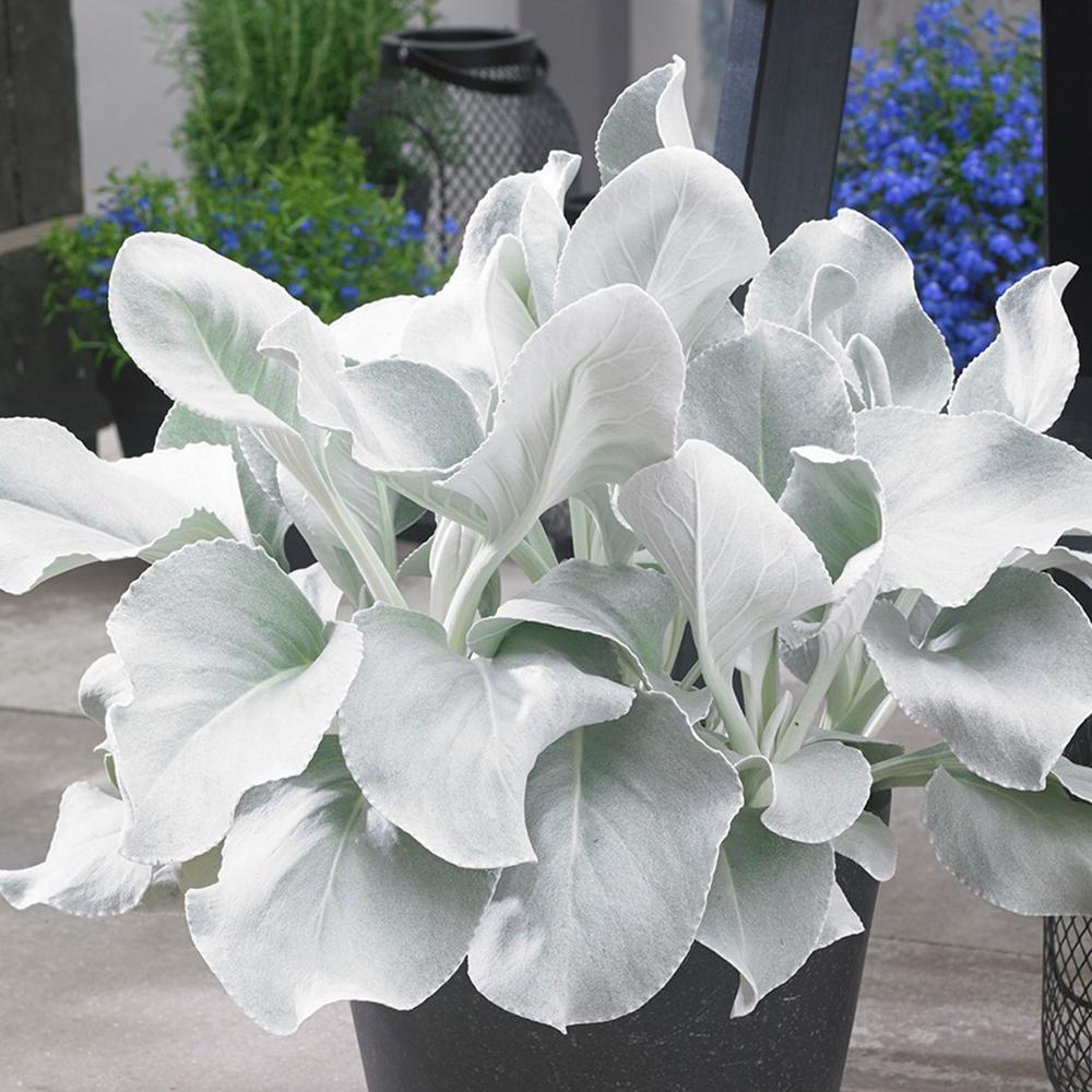 Cineraria Senecio Angel Wings, с пухкави сребристо-бели листа