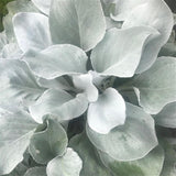 Cineraria Senecio Angel Wings, с пухкави сребристо-бели листа