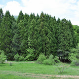 Arborele Sequoia Giganteum (Sequoiadendron Giganteum)