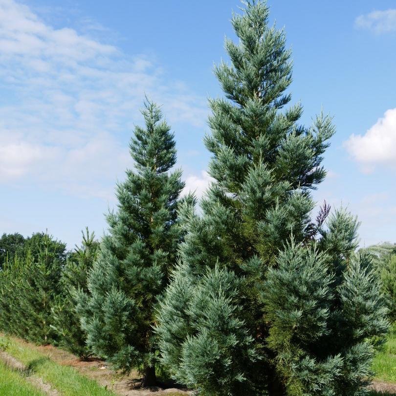 Синя секвоя (Sequoiadendron Glauca)