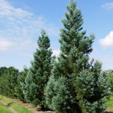 Arborele Sequoia Albastru (Sequoiadendron Glauca)