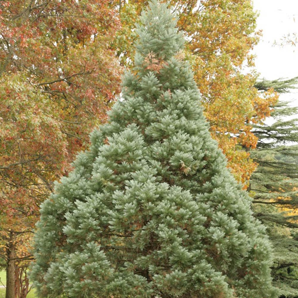 Синя секвоя (Sequoiadendron Glauca)