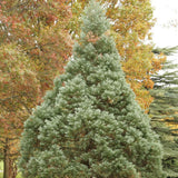 Arborele Sequoia Albastru (Sequoiadendron Glauca)