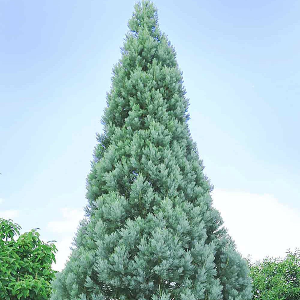 Синя секвоя (Sequoiadendron Glauca)