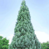 Синя секвоя (Sequoiadendron Glauca)