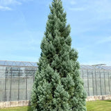 Arborele Sequoia Albastru (Sequoiadendron Glauca)