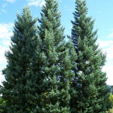 Arborele Sequoia Albastru (Sequoiadendron Glauca)