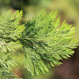 Arborele Sequoia Healthy Mammoth One (Sequoiadendron Giganteum)