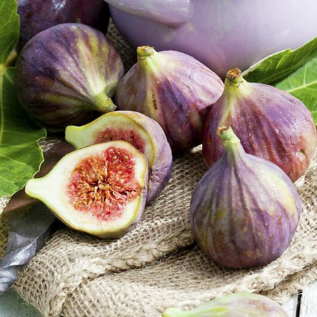 Смокиново дърво (Ficus Carica) Brown Turkey