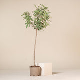 Смокиново дърво (Ficus Carica) Brown Turkey