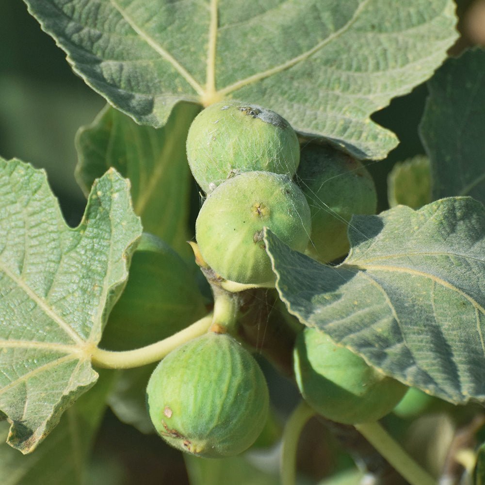 Smochin Copac Ficus Brown Turkey, cu fructe dulci