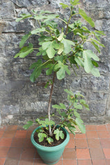 Смокиново дърво (Ficus Carica) Brown Turkey