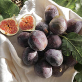 Smochin (Ficus Carica) cu fructe dulci negre