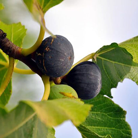 Smochin (Ficus Carica) cu fructe dulci negre