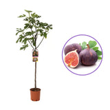 Smochin Copac (Ficus Carica) Brogiotto Nero, cu fructe violet-inchis, an 2 pe rod