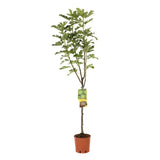 Smochin Copac (Ficus Carica) Dottato, cu fructe galbene-aurii, an 2 pe rod