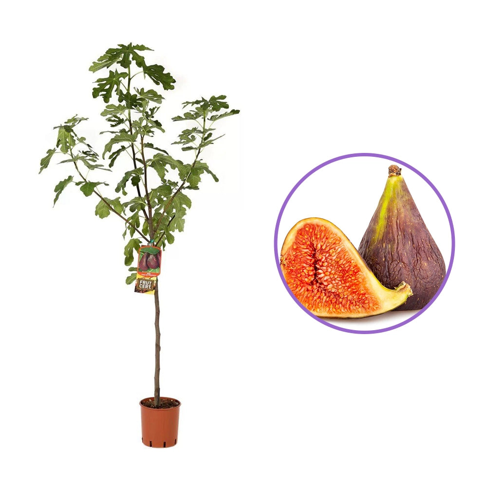 Smochin Copac (Ficus Carica) Lungo Del Portogallo, cu fructe violet-galbui, an 2 pe rod