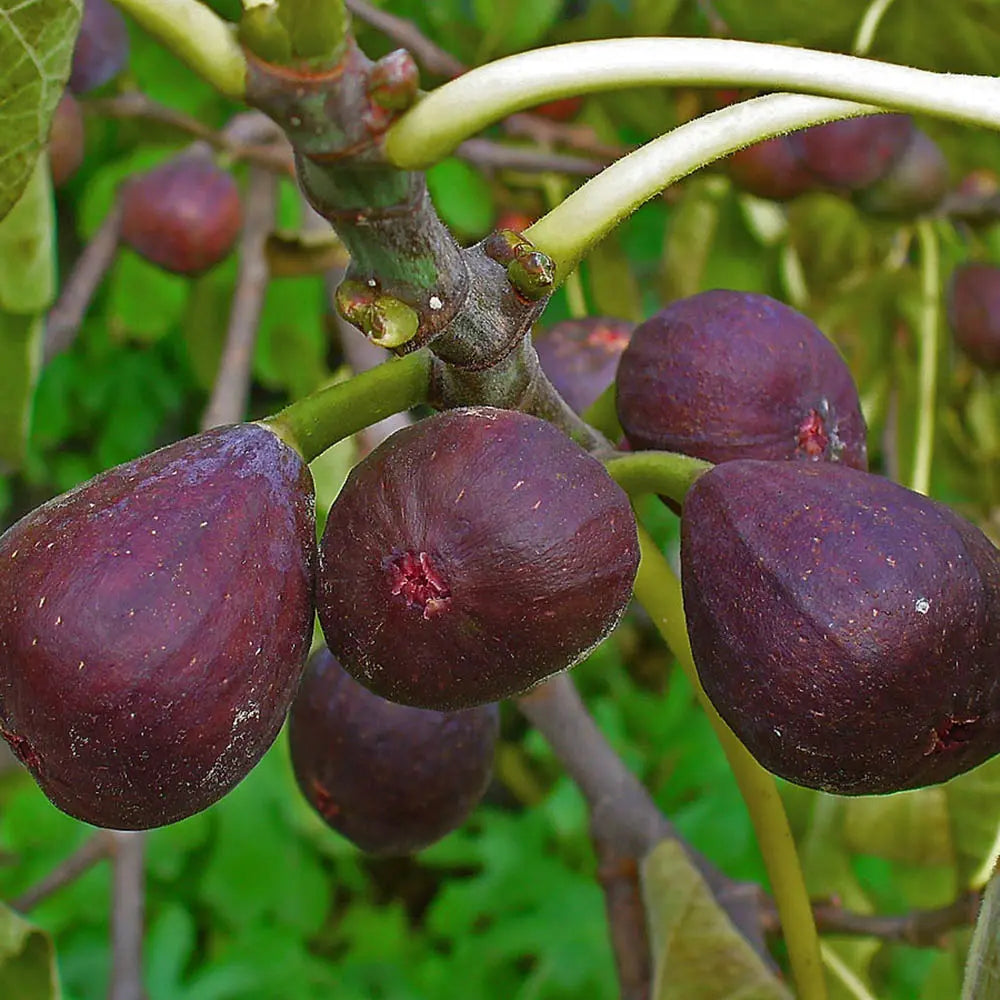 Smochin Copac (Ficus Carica) Turkey, cu fructe mov-inchis, an 2 pe rod