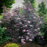 Soc Negru Sambucus Black Lace