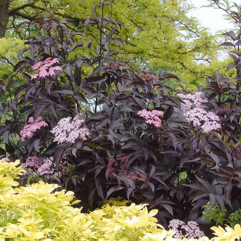Soc Negru Sambucus Black Lace