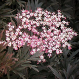 Soc Negru Sambucus Black Lace