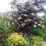 Soc Negru Sambucus Black Lace