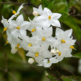 Iasomie Solanum