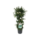 Жасмин Solanum jasminoides – катерливо растение с бели ароматни цветя