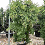 Salcam Japonez Plangatoare (Sophora Japonica), arbore decorativ curgator cu flori parfumate rezistente